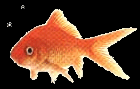 goldfish1.GIF (6155 bytes)